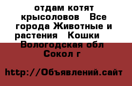 отдам котят крысоловов - Все города Животные и растения » Кошки   . Вологодская обл.,Сокол г.